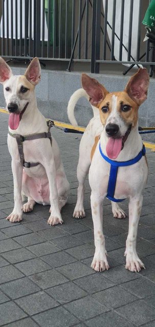 Bosco &amp; Betty - Terrier Mix Dog