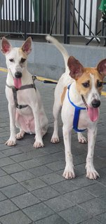 Bosco &amp; Betty - Terrier Mix Dog