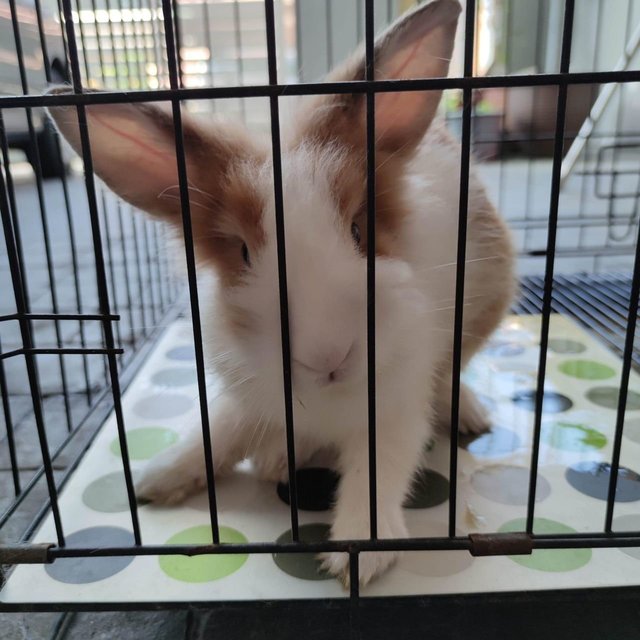 Creme - Holland Lop Rabbit