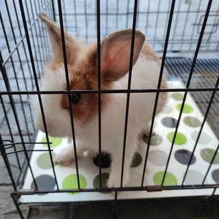 Creme - Holland Lop Rabbit