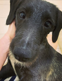 Oreo - Dachshund Mix Dog