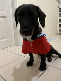 Oreo - Dachshund Mix Dog