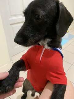 Oreo - Dachshund Mix Dog