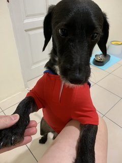 Oreo - Dachshund Mix Dog