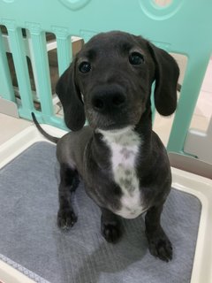 Oreo - Dachshund Mix Dog