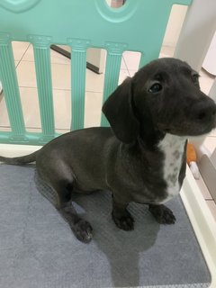 Oreo - Dachshund Mix Dog