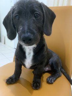 Oreo - Dachshund Mix Dog