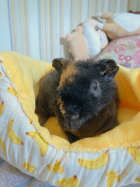 Ghibli - Guinea Pig Small & Furry