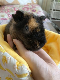 Ghibli - Guinea Pig Small & Furry