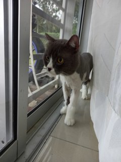 Aven - Scottish Fold Cat