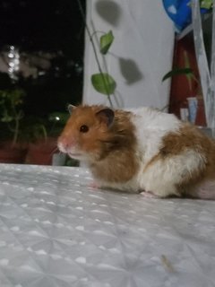 Fluffy - Syrian / Golden Hamster Hamster