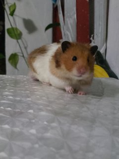 Fluffy - Syrian / Golden Hamster Hamster