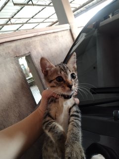 Tompok, Kiki - Domestic Short Hair Cat