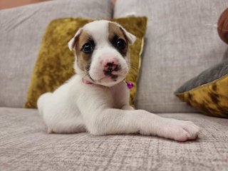 Spotty - Mixed Breed Dog