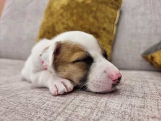 Spotty - Mixed Breed Dog