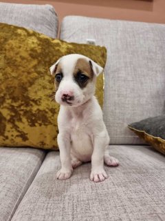 Spotty - Mixed Breed Dog