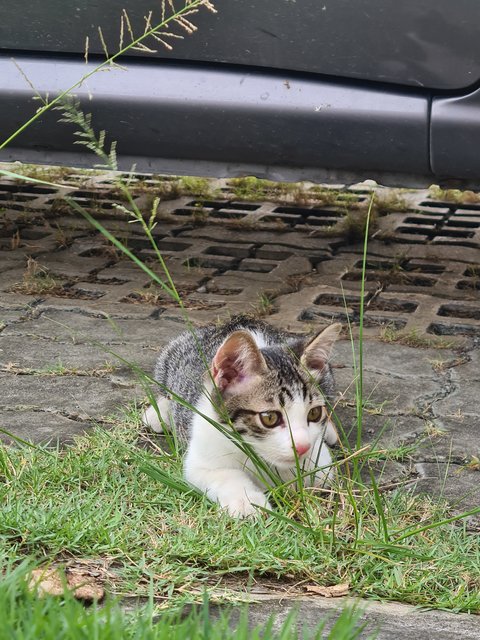 Stray Kittenn - Domestic Short Hair Cat