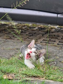 Stray Kittenn - Domestic Short Hair Cat