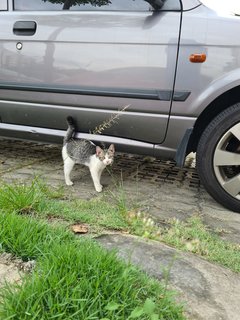 Stray Kittenn - Domestic Short Hair Cat