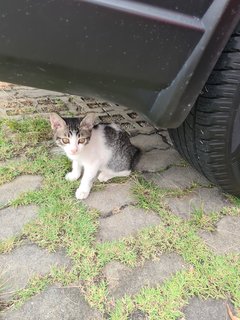 Stray Kittenn - Domestic Short Hair Cat