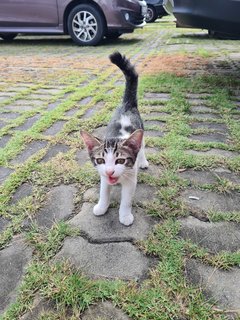 Stray Kittenn - Domestic Short Hair Cat