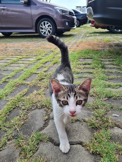 Stray Kittenn - Domestic Short Hair Cat