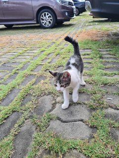 Stray Kittenn - Domestic Short Hair Cat