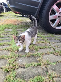 Stray Kittenn - Domestic Short Hair Cat