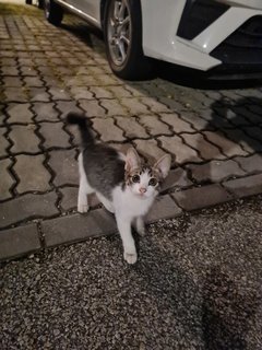 Stray Kittenn - Domestic Short Hair Cat