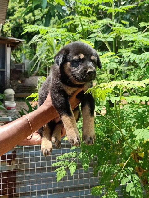 Roy - Mixed Breed Dog