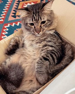 Leon  - Persian + Tabby Cat