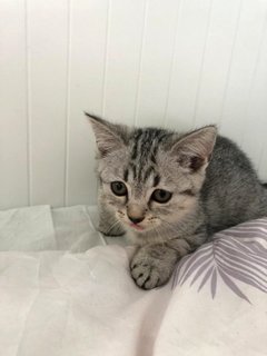 Daisy - British Shorthair Cat