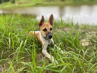 Russell The Smart Puppy - Mixed Breed Dog