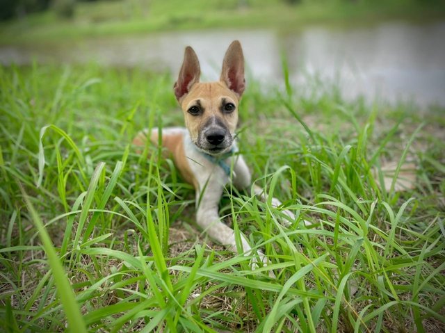 Russell The Smart Puppy - Mixed Breed Dog