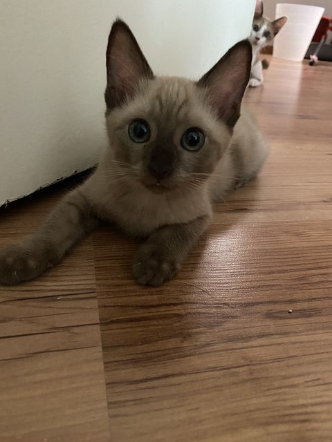 Mocha And Cappy (Capuccino) - Domestic Short Hair Cat