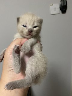 Mocha And Cappy (Capuccino) - Domestic Short Hair Cat