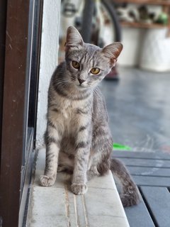 Sansa - American Curl + Tiger Cat