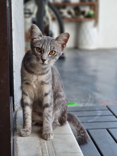 Sansa - American Curl + Tiger Cat