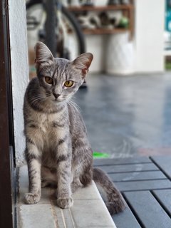 Sansa - American Curl + Tiger Cat