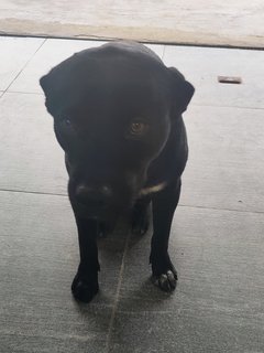 Blackie - Labrador Retriever Dog