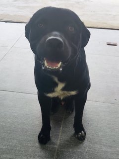 Blackie - Labrador Retriever Dog