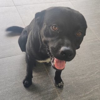 Blackie - Labrador Retriever Dog