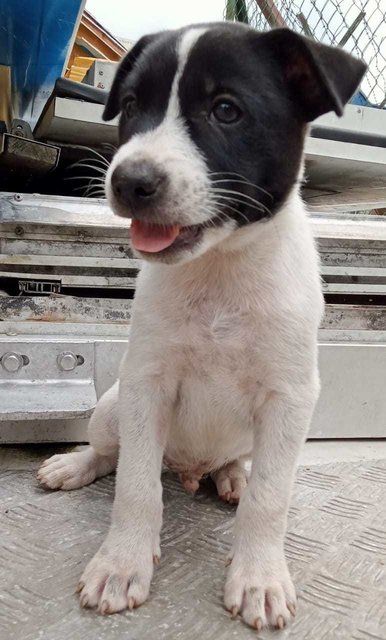 Panda (K) - Mixed Breed Dog