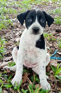 Oreo (K) - Mixed Breed Dog