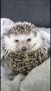 Cleo Hedgehog - Hedgehog Small & Furry