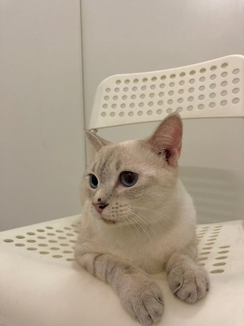 Luna - British Shorthair Cat