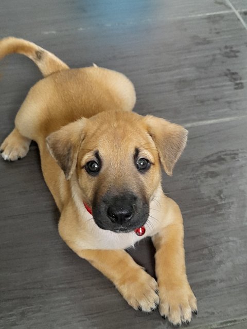 Bullie Boy Mongrel Pup - Mixed Breed Dog