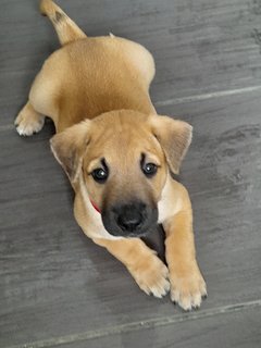 Bullie Boy Mongrel Pup - Mixed Breed Dog