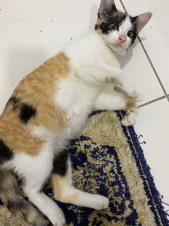 Darling Angel  - Domestic Short Hair Cat