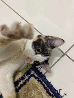 Darling Angel  - Domestic Short Hair Cat